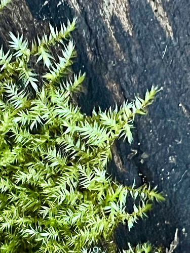 Leptodictyum riparium observed 2026-09-24
