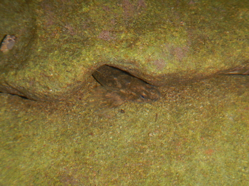 European Bullhead