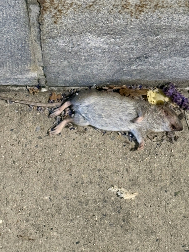 Brown Rat