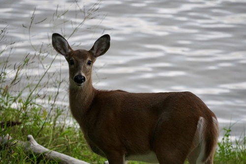White-tailed Deer