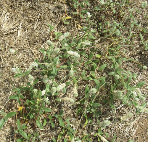 Gomphrena serrata, photograph 5
