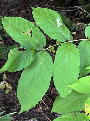 Fraxinus nigra, photograph 2