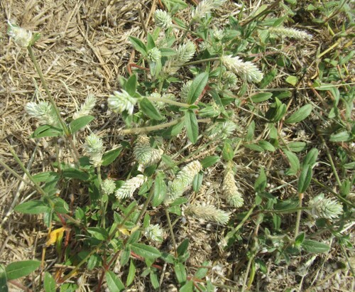 Gomphrena serrata, photograph 4