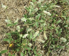 Gomphrena serrata, photograph (c) Linda Jo Conn, some rights reserved (CC BY)