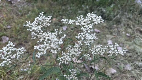 late boneset
