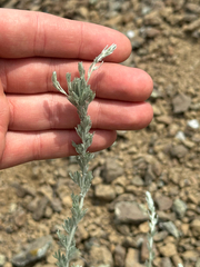 Artemisia frigida, photograph (c) rosaceae_roberts, some rights reserved (CC BY)