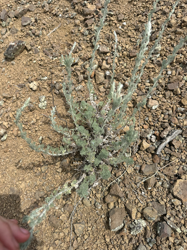Artemisia frigida, photograph 5