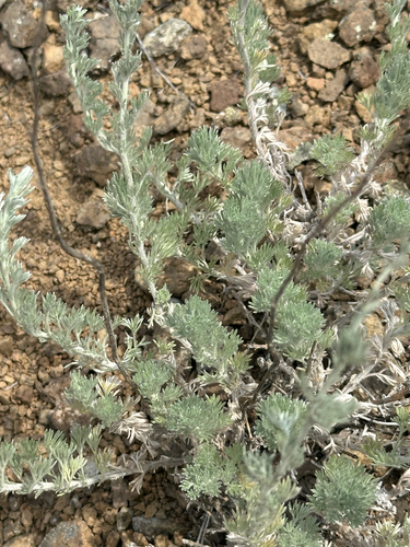 Artemisia frigida, photograph 4