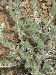 Artemisia frigida, photograph (c) rosaceae_roberts, some rights reserved (CC BY)