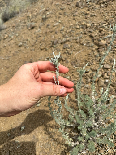 Artemisia frigida, photograph 6