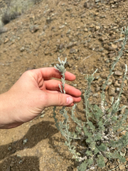 Artemisia frigida, photograph (c) rosaceae_roberts, some rights reserved (CC BY)