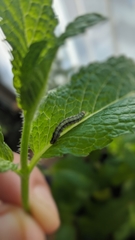 Lepidoptera