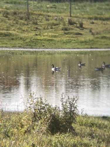 Canada Goose
