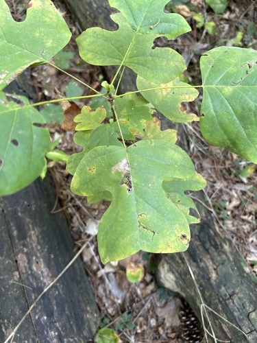 American tuliptree