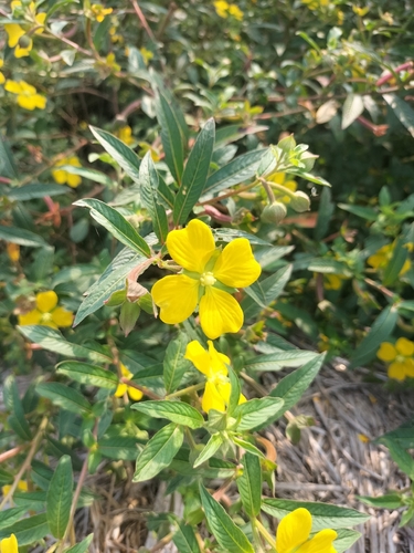 Mexican Primrose-willow