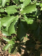 Quercus prinoides