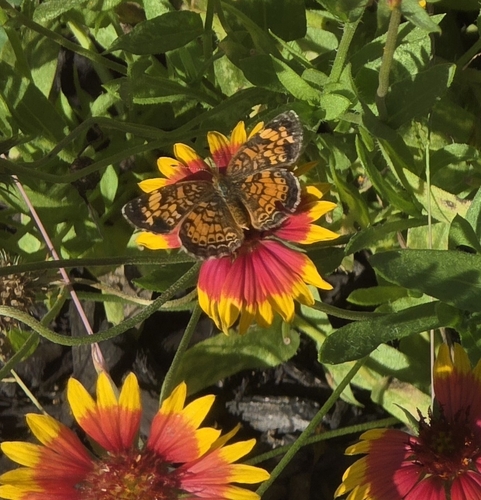 Pearl Crescent