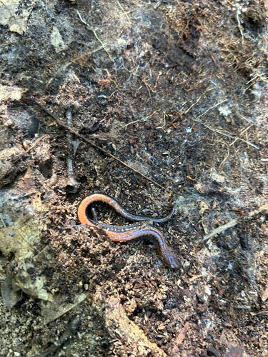 Eastern Red-backed Salamander