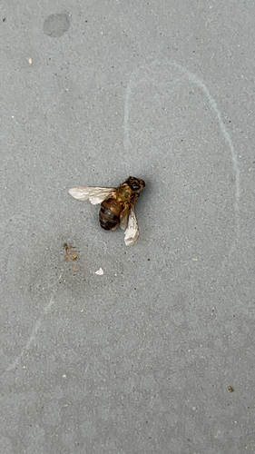 Western Honey Bee