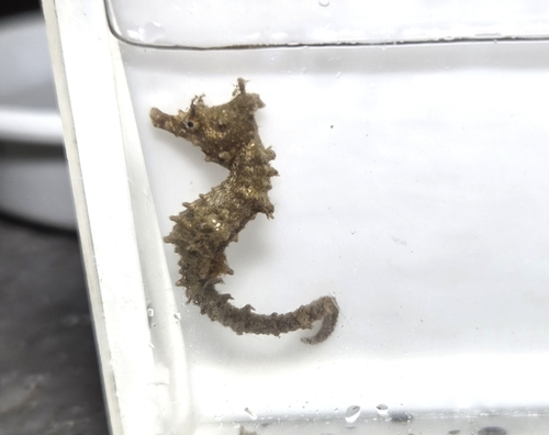 Korean Seahorse