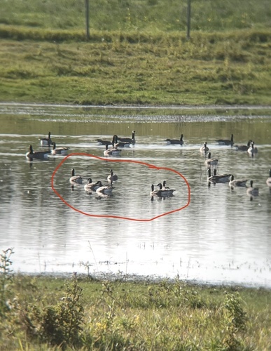 Cackling Goose