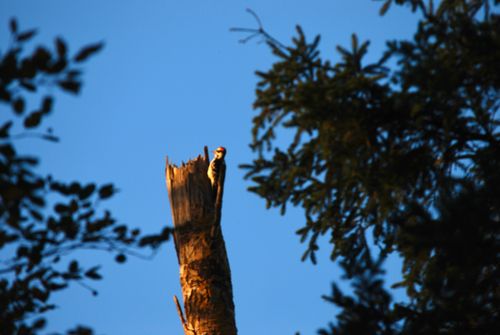 Hairy Woodpecker