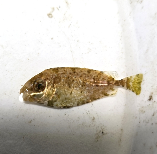 Dusky Rabbitfish