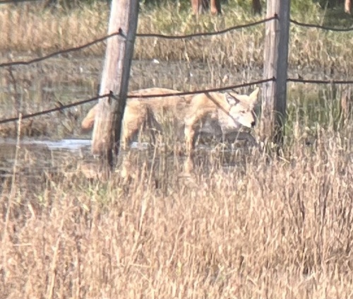 Coyote