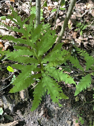 sensitive fern