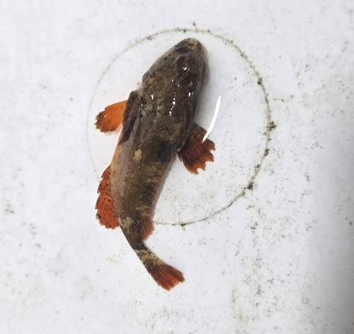Redfin Velvetfish