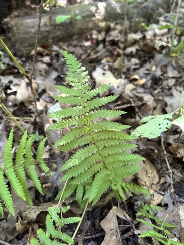 Eastern American marsh fern