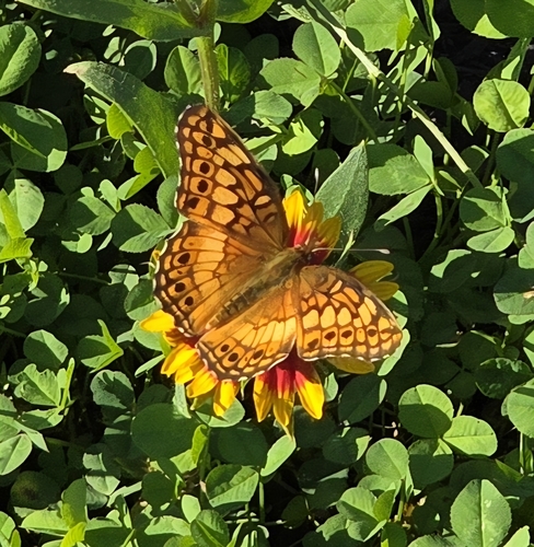 Variegated Fritillary