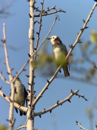 Chestnut-cheeked Starling