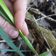 Carex lacustris