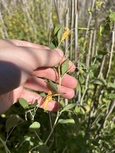 common jewelweed