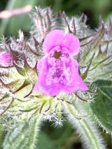 Clinopodium vulgare, photograph 4