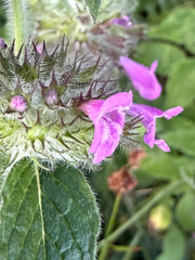 Clinopodium vulgare, photograph (c) Patrice Dupont, some rights reserved (CC BY)