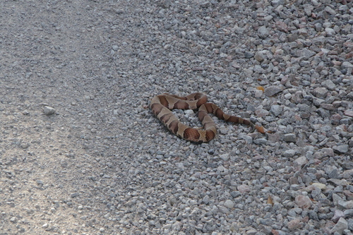 Broad-banded Copperhead