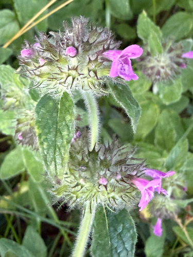 Clinopodium vulgare, photograph 6