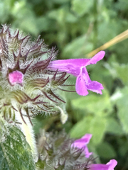 Clinopodium vulgare, photograph (c) Patrice Dupont, some rights reserved (CC BY)