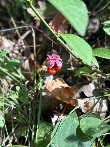 Running Strawberry-bush