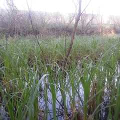 Carex lacustris