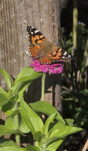 Painted Lady
