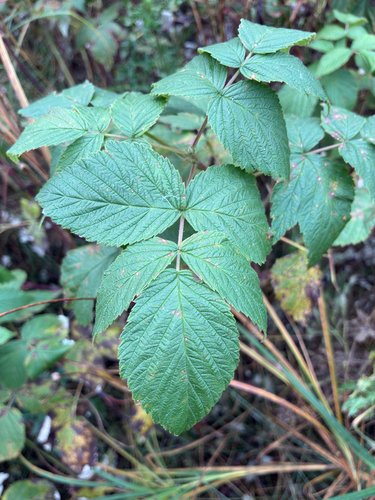 red raspberry
