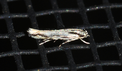 Melanocinclis lineigera