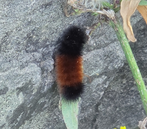Isabella Tiger Moth