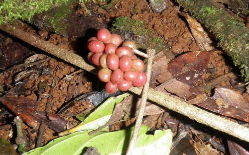 Sarcopetalum harveyanum