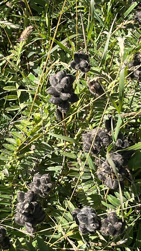 Chickpea Milkvetch