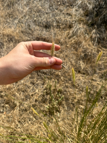 Agropyron cristatum, photograph 5