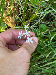 Claytonia sibirica